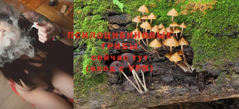 Галлюциногенные грибы MAGIC MUSHROOMS  Красногорск 